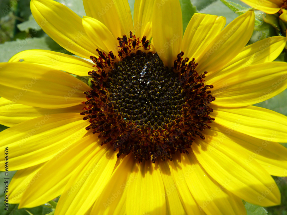 Blooming Sunflower in Garden Blooming Sunflower in Garden