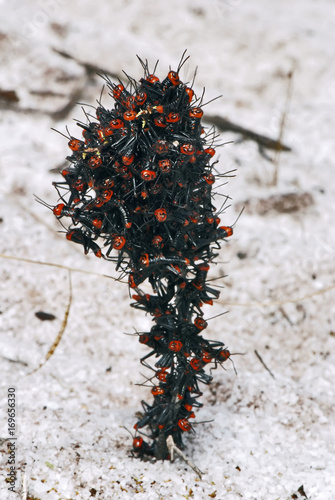 Gafanhoto-soldado (Chromacris speciosa) | Grasshopper photo