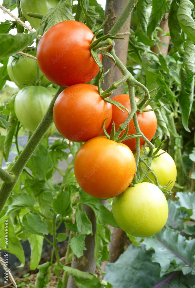 Close Up of Red and Green Tomato Fruits on Plant