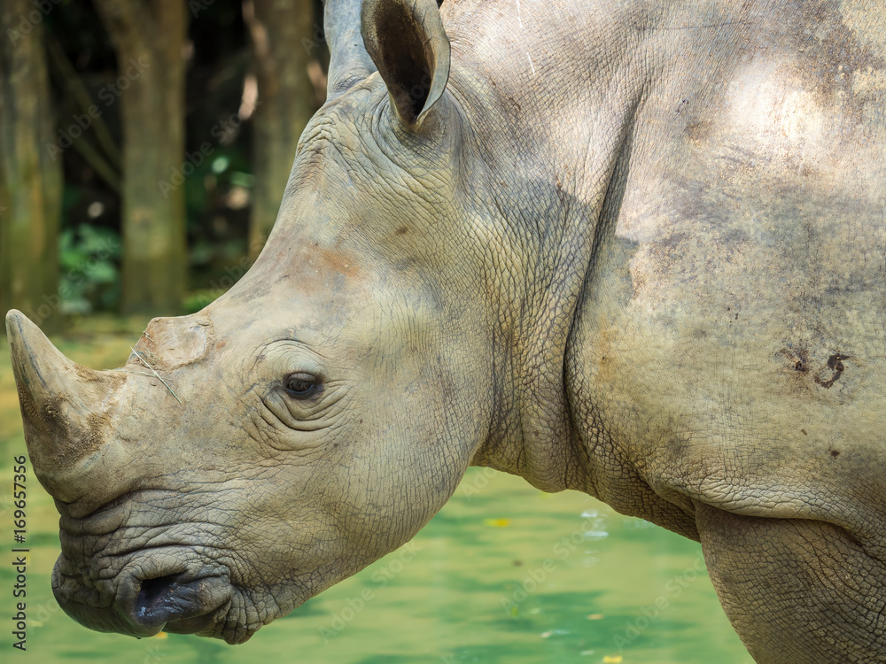 Naklejka premium rhino close up