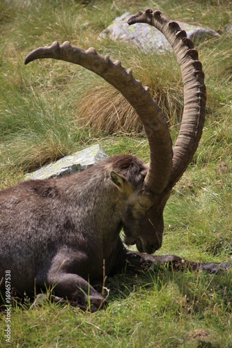 Close up of an old male steinbock sleeping, Italy