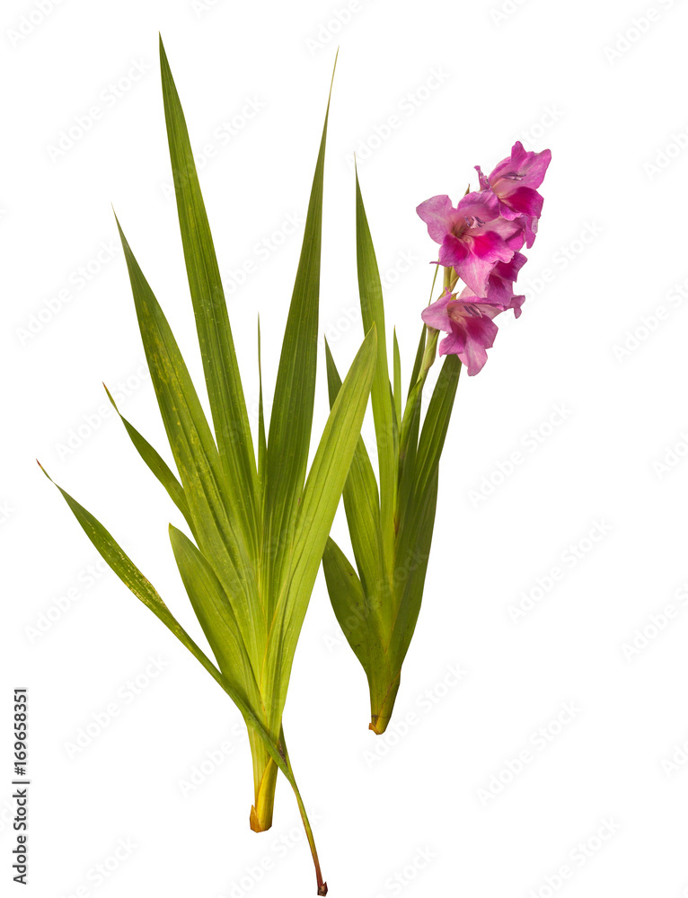 Fototapeta premium Purple Gladiolus on a white background isolated