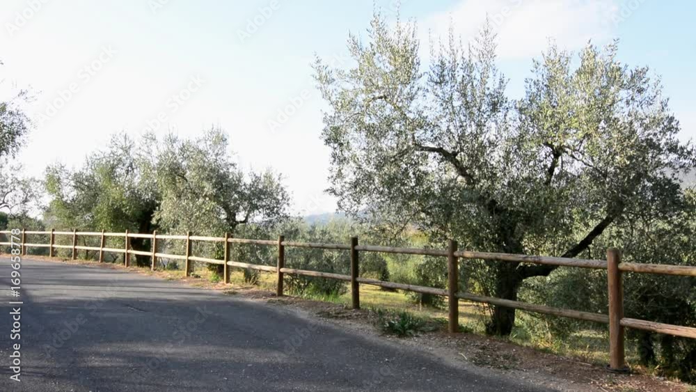 Plantation of olive tree in Sabina, Lazio, Italy. Background
Plantation of olive tree in Sabina, Lazio, Italy. Background