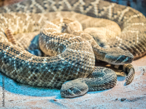 Portrait of a Southern Pacific Rattlesnakes
