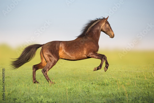 Brown horse jump in the green field