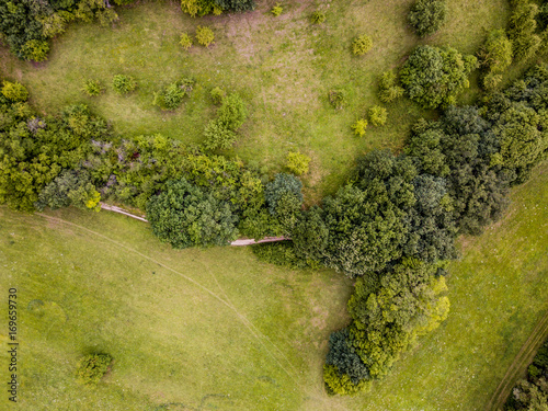 Aerial view of trees on a meadow