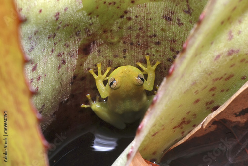 Perereca-das-bromélias (Phyllodytes luteolus) | Yellow heart-tongued frog photo