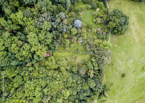 Aerial view of trees on a meadow