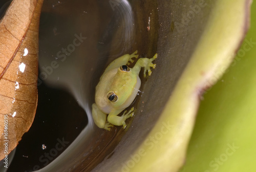 Perereca-das-bromélias (Phyllodytes luteolus) | Yellow heart-tongued frog photo