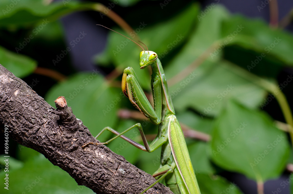 Mantis religiosa.