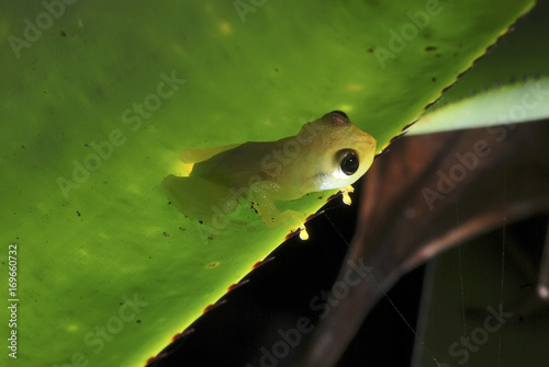 Perereca-das-bromélias (Phyllodytes luteolus) | Yellow heart-tongued frog photo