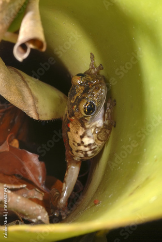 Perereca-cabeçuda (Trachycephalus nigromaculatus) | Black-spotted casque-headed treefrog photo