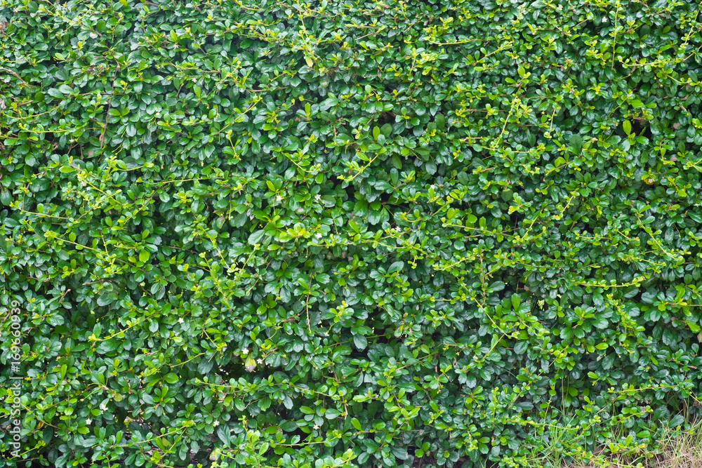 Green leaves wall background, plant on the wall Green leaves wall background, plant on the wall