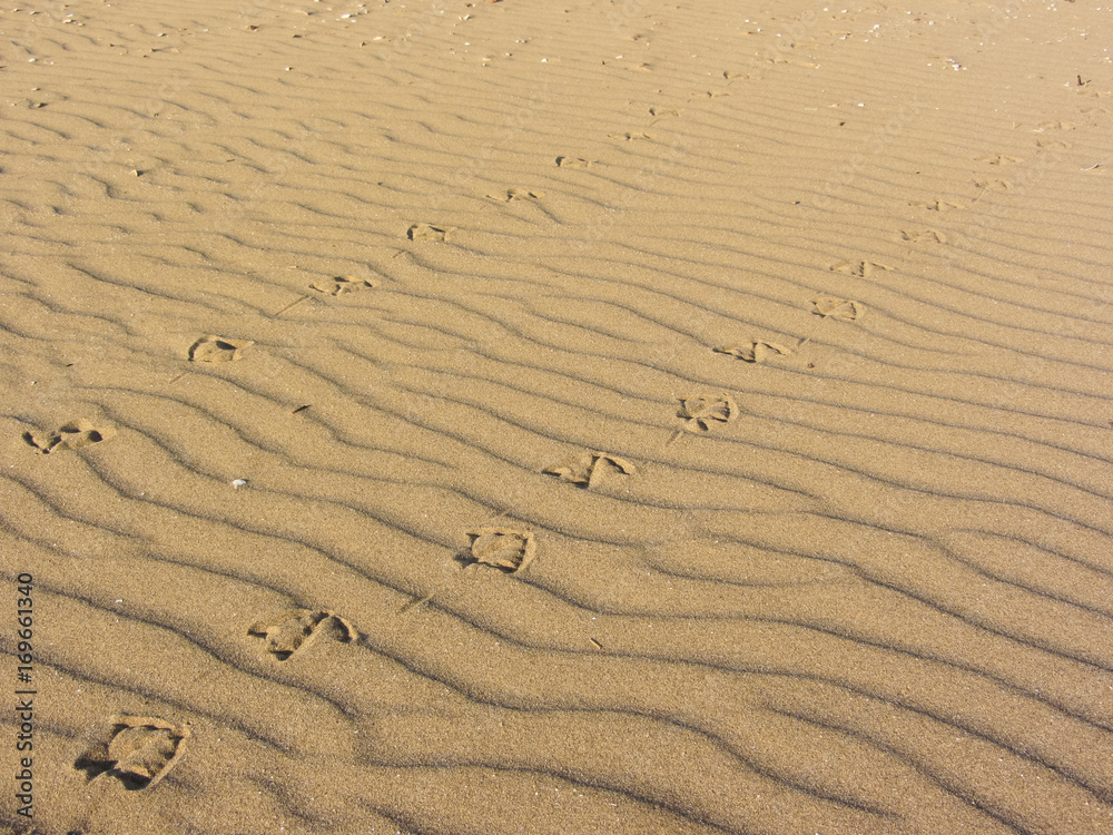 Fototapeta premium seagull footprints on yellow sand from an Italian beach