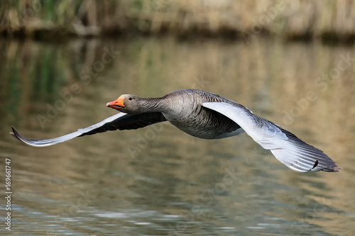 Graugans im Flug photo