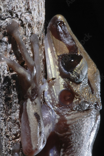 Perereca-de-capacete (Aparasphenodon brunoi) | Bruno's Casque-headed Frog photo