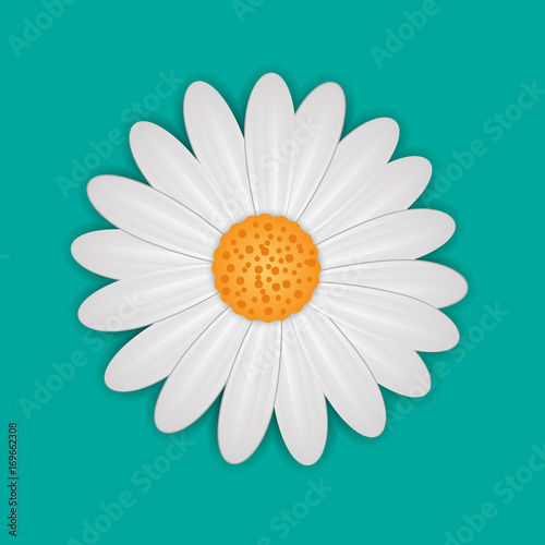 White daisy chamomile flower