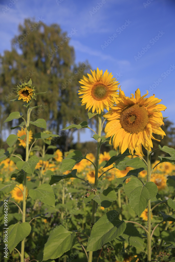 Sonnenblumen Feld (Helianthus annuus) Sonnenblumen Feld (Helianthus annuus)