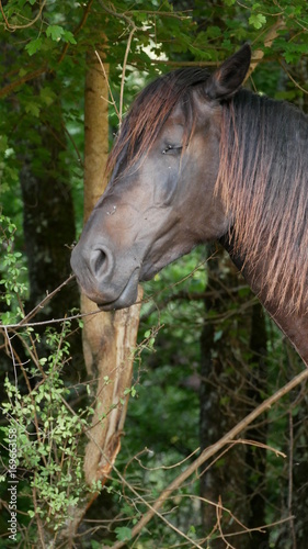 Chevaux