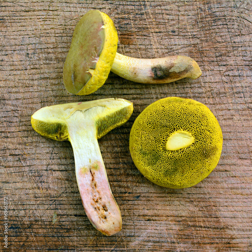 xerocomus submentosus mushroom