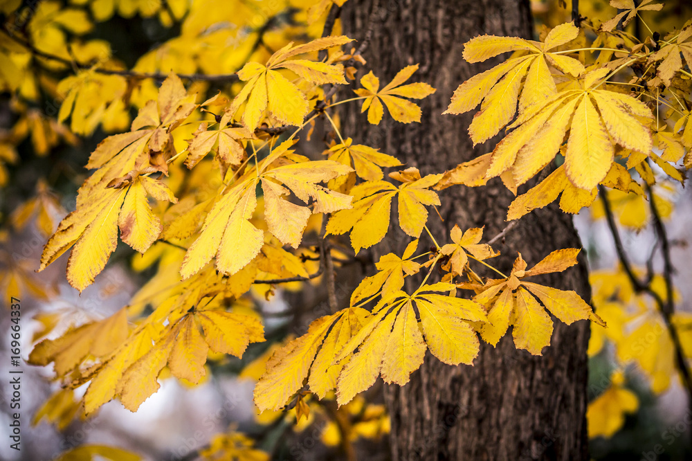 Obraz premium autumn leaves