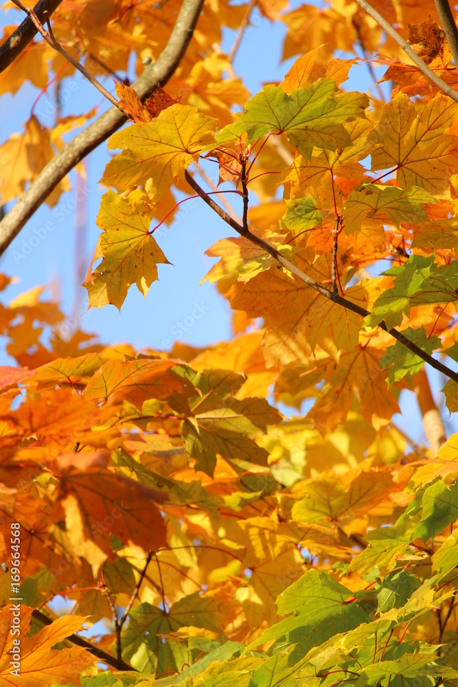 automne automne