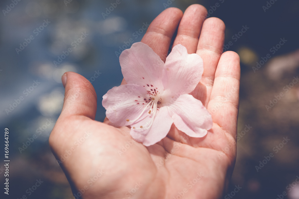 gentle pink flower in human palm, image with retro toning gentle pink flower in human palm, image with retro toning
