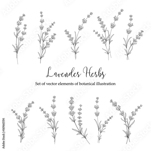 Set of lavender flowers elements. Collection of lavender flowers on a white background. Vector illustration bundle.