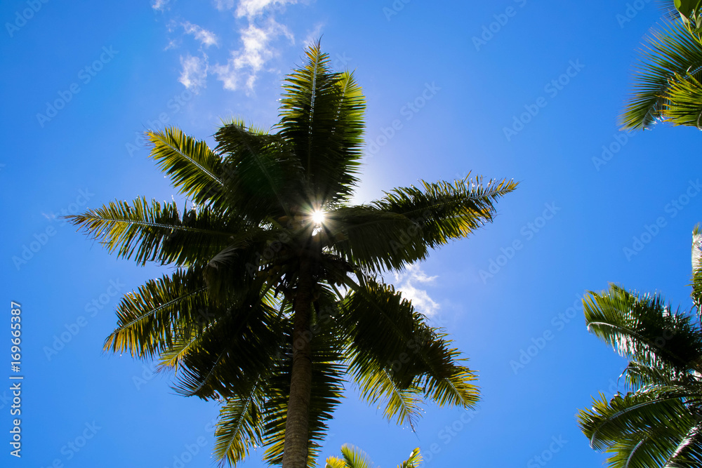 Fototapeta premium Sonnenschein durch Palmenblätter