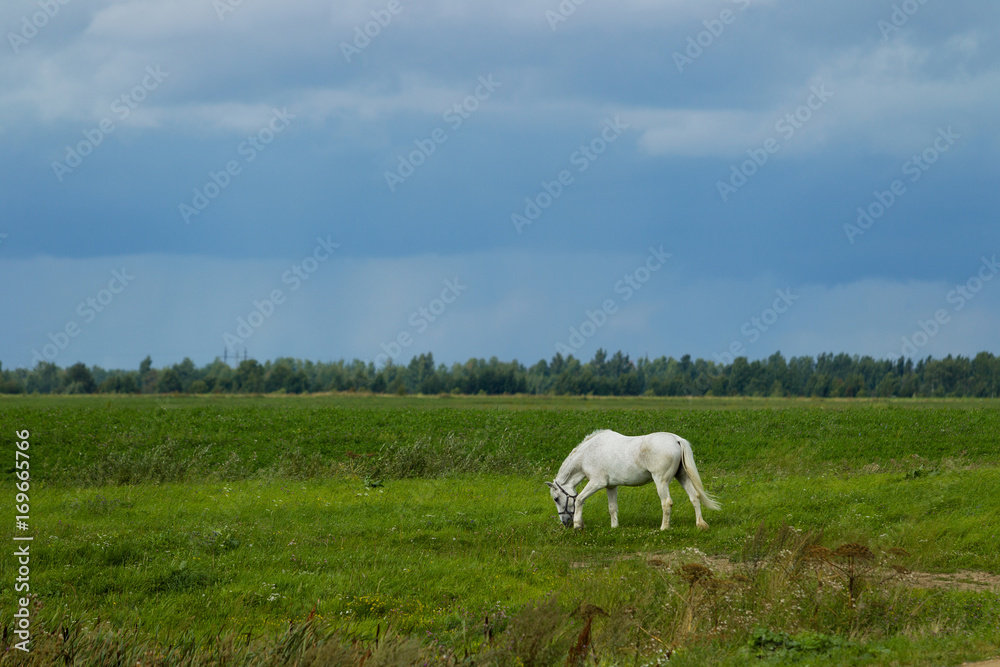 Summer landscape with white horse on grazing Summer landscape with white horse on grazing