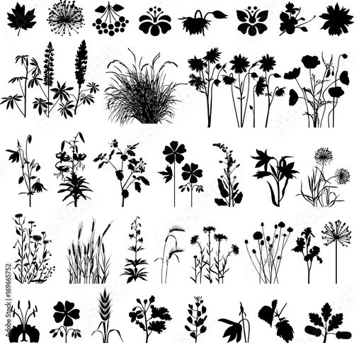 Plants and it's detailes