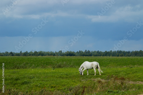 Summer landscape with white horse on grazing