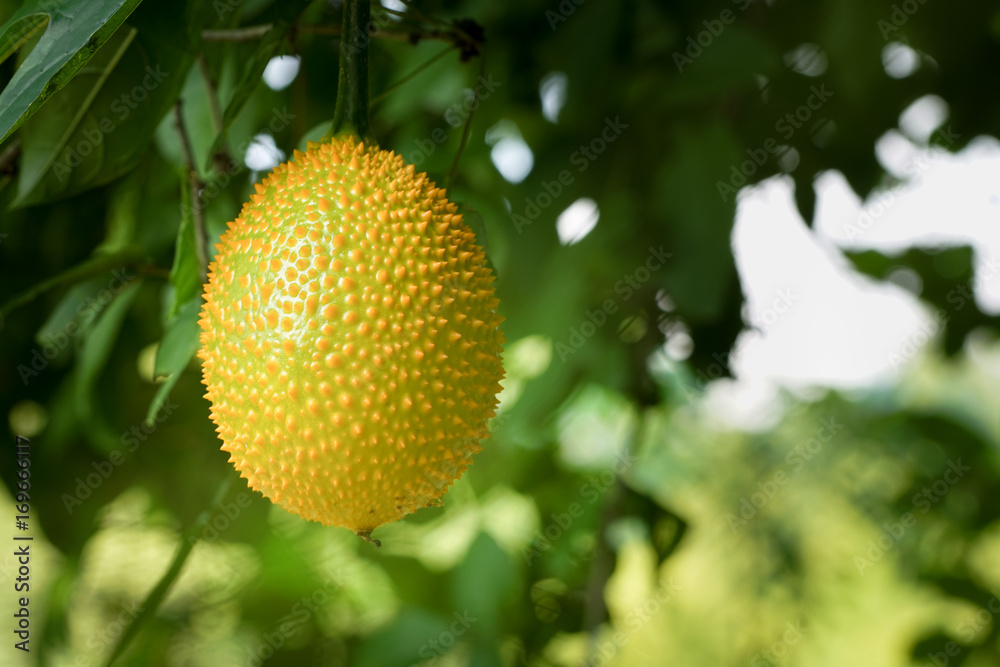Gac fruit is ripe on the tree. Gac fruit is ripe on the tree.