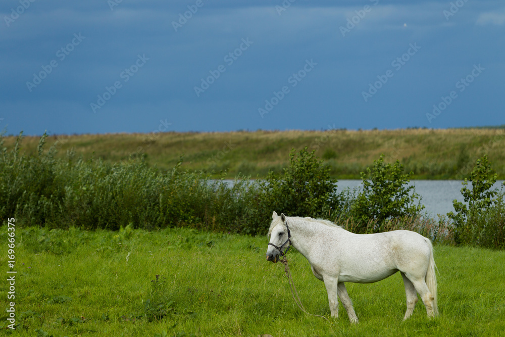 Fototapeta premium Letni krajobraz z białym koniem na wypasie
