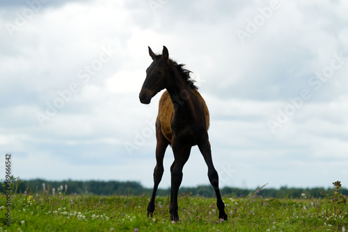 Foal on the pasture