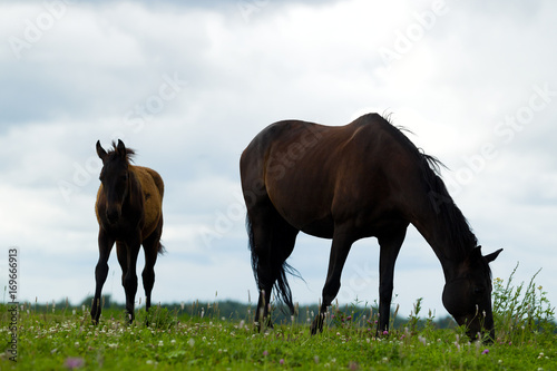 Breeding horse with a foal in the pasture © oleghz
