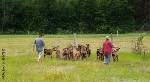 Farmers and their goats herd © milosz_g