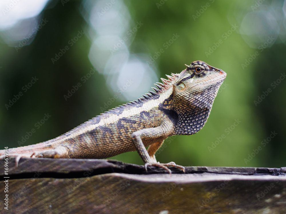 Fototapeta premium close up lizard beautiful patterned are sun on the timber is so dogmatism