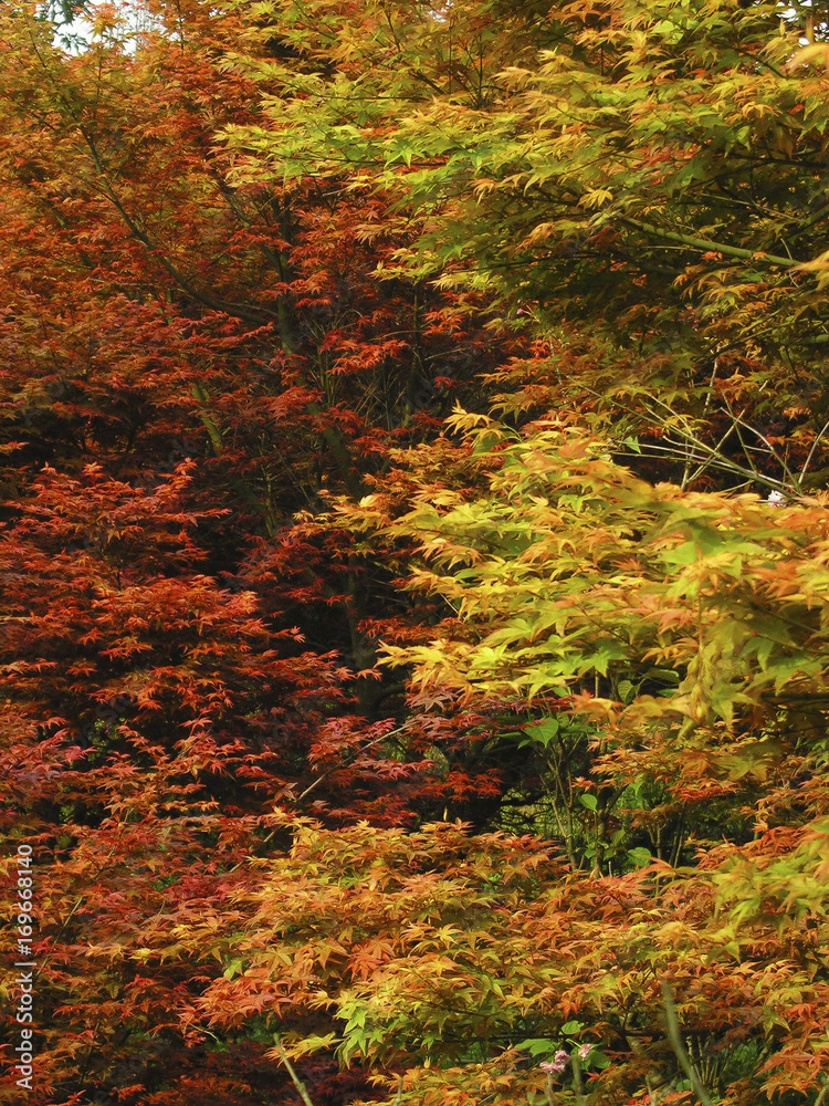 maple in autumn