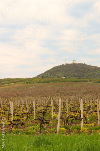 Vineyard under hill landscape agriculture