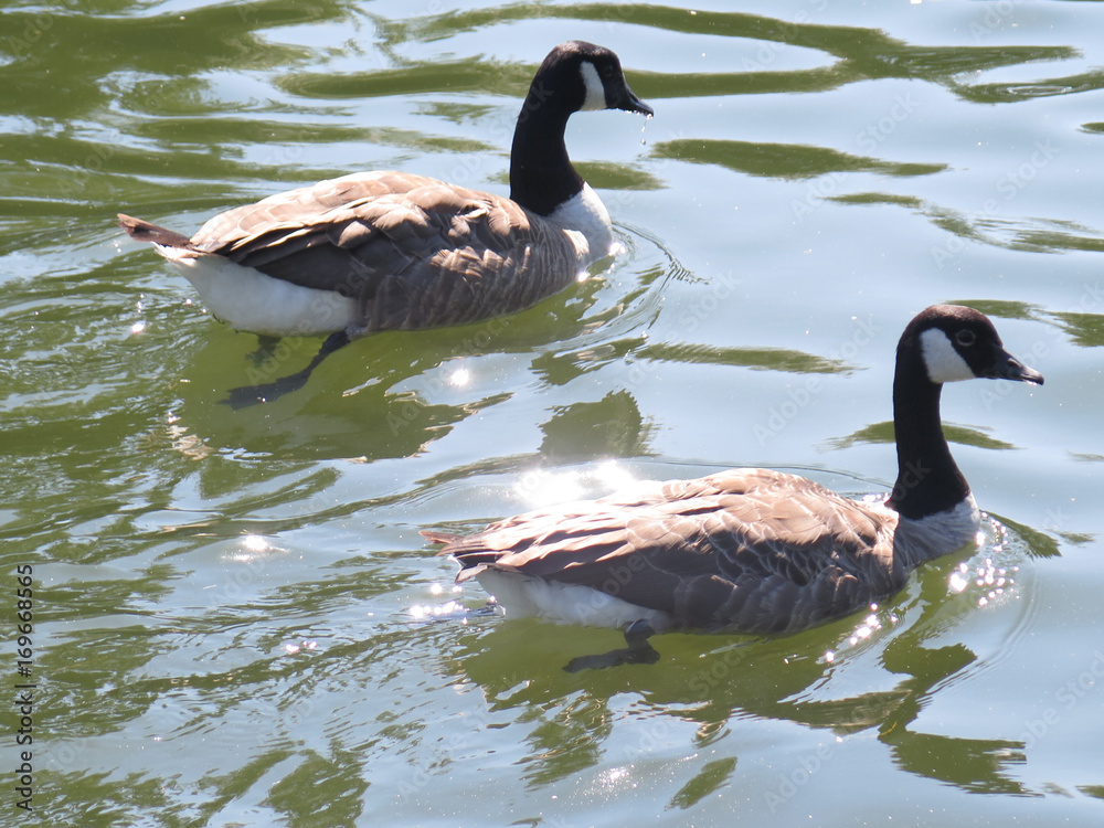 Obraz premium Two Canadian geese