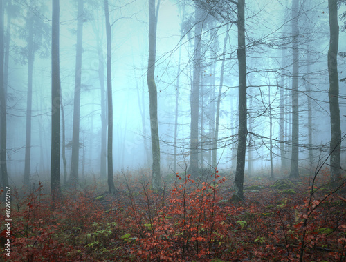 Blue foggy light in the morning forest landscape.
