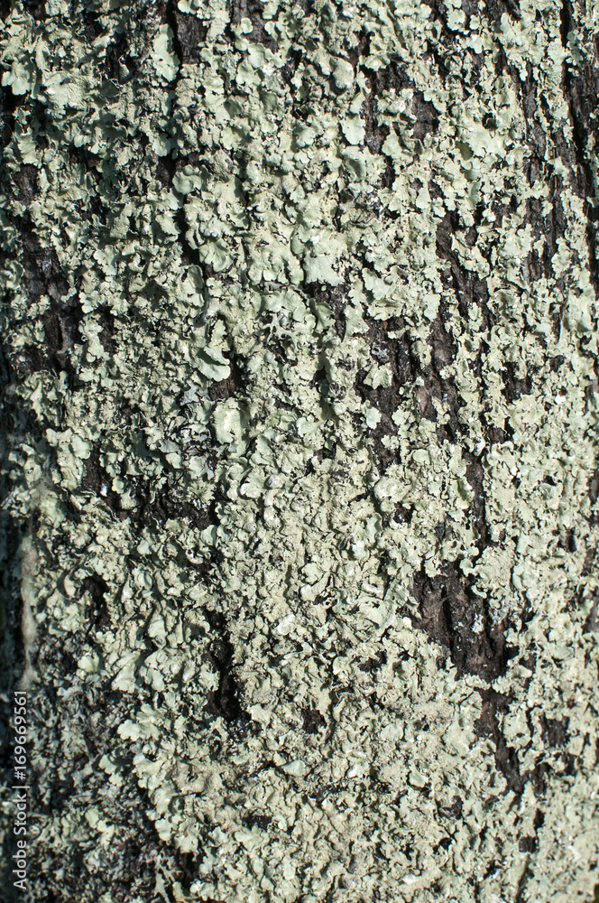 Tree bark covered with moss lichen closeup as natural background Tree bark covered with moss lichen closeup as natural background