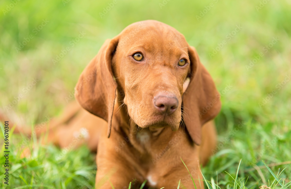Hungarian Vizsla dog portrait Hungarian Vizsla dog portrait