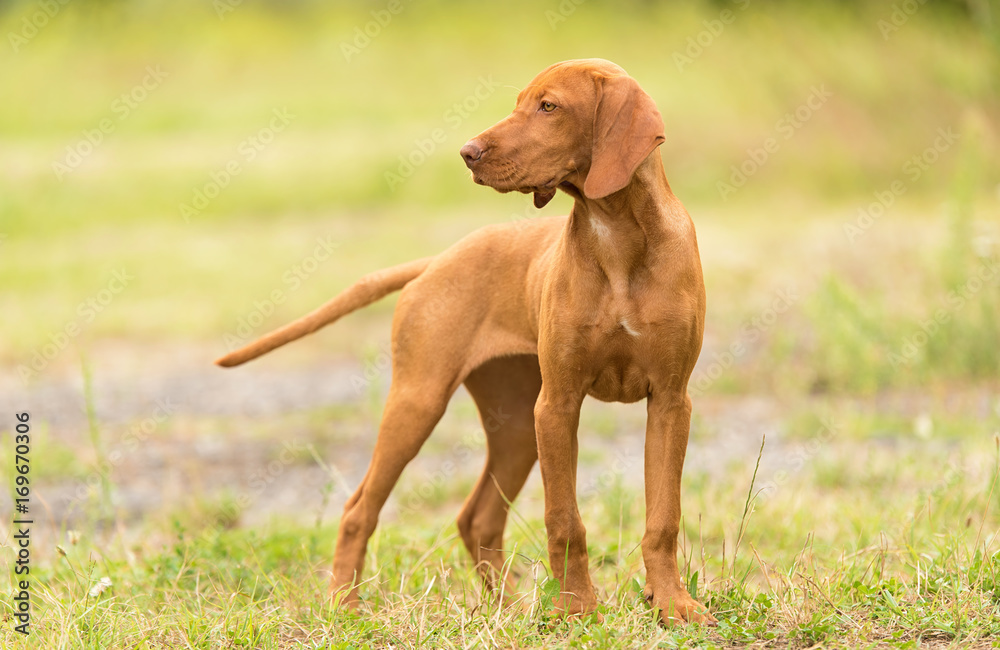 Hungarian Vizsla dog portrait