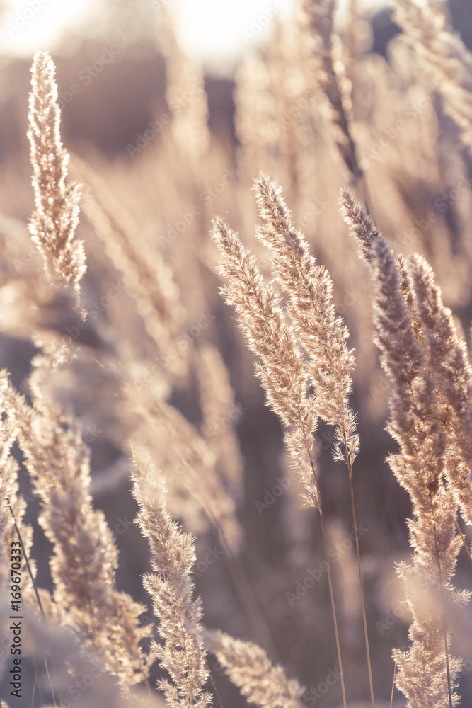 Fototapeta premium grass at the field