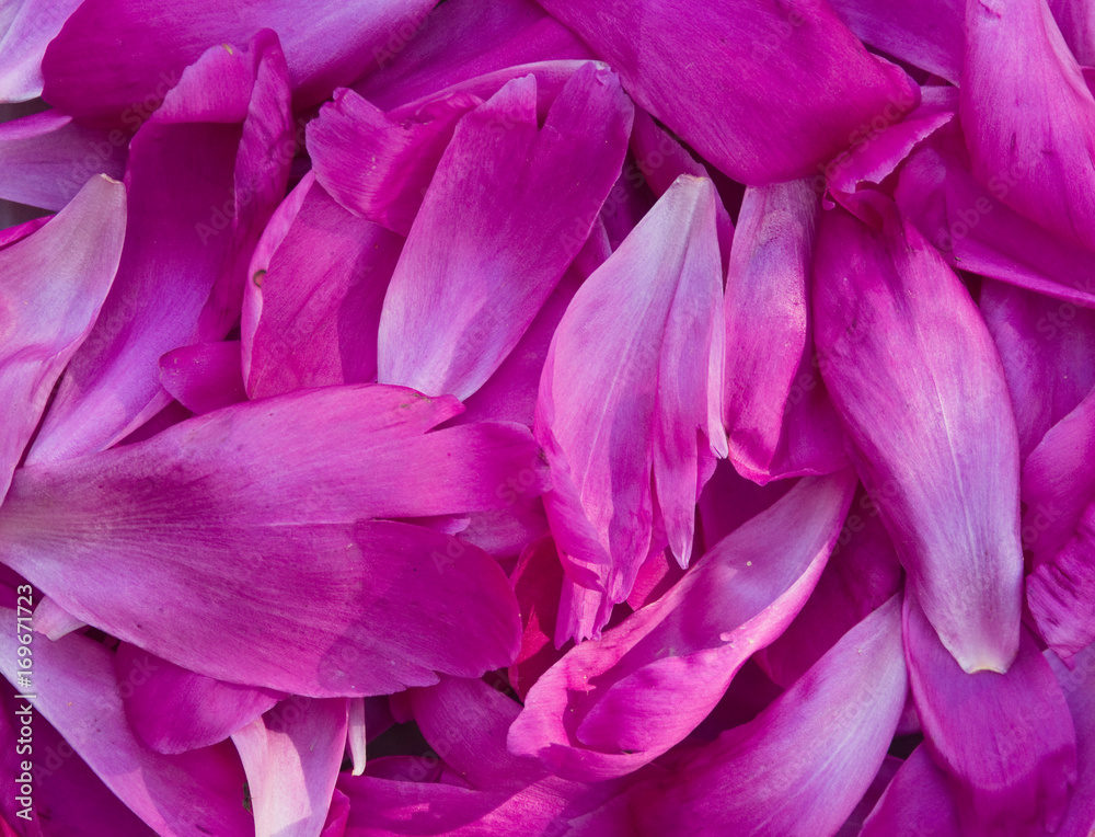 peony petals pile peony petals pile