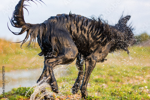 black dog shakes the wet fur