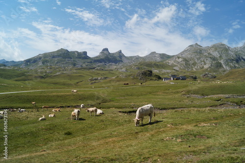 vaches, vache, Pyrénées, lac, mottante, verte, pic, cabas, ossau