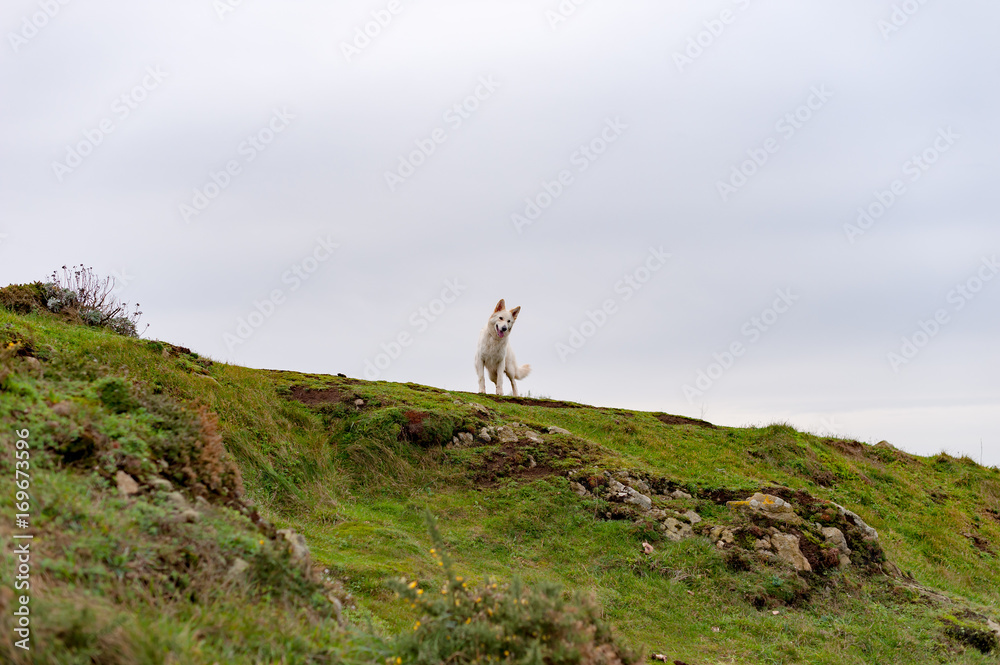 White swiss shepherd at the top of a hill, France